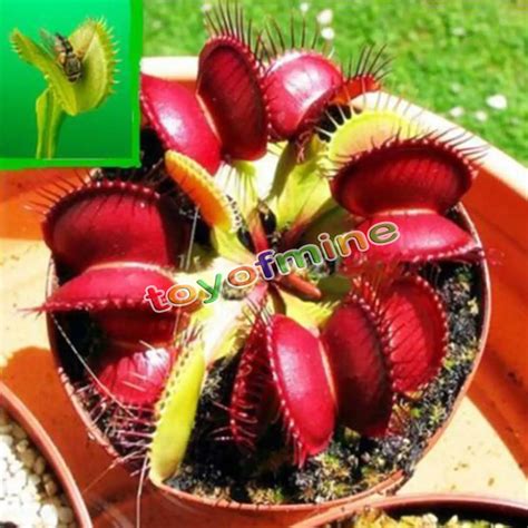 100 seeds/pack grass family food Cordyceps seeds weird magic Venus Flytrap Seed Insectivorous ...