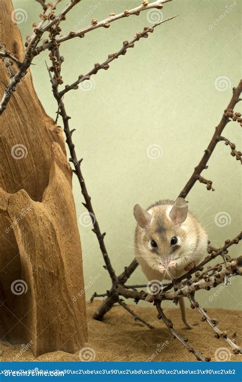 African Spiny Mouse is Washed Stock Photo - Image of pastel, acomys: 105252208