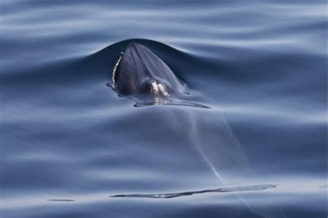 Listening to a New Species, the Rice’s Whale, to Support its ...