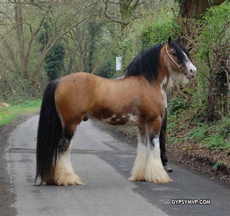 Gypsy Vanner Horse for Sale | Stallion | Golden buckskin blagdon Skewbald