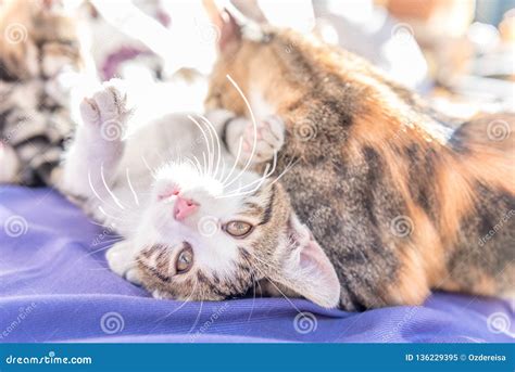 Mum Cat and Kittens Play Together on Couch Stock Image - Image of adorable, domestic: 136229395