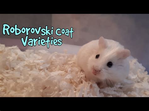 Roborovski Dwarf Hamster Colors