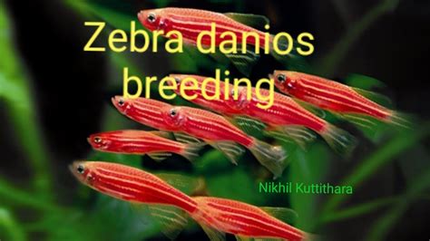 Zebra danios breeding #Zebra danios breeding #Nikhil Kuttithara - YouTube