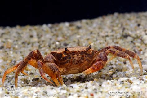 Freshwater Crabs in Singapore | Conservation of Singapore Freshwater Crab