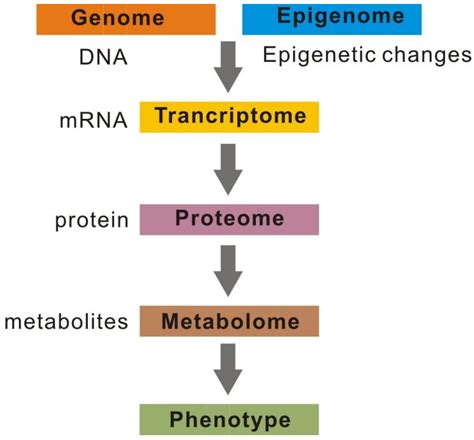 Forests | Free Full-Text | Multi-Omics Techniques in Genetic Studies ...