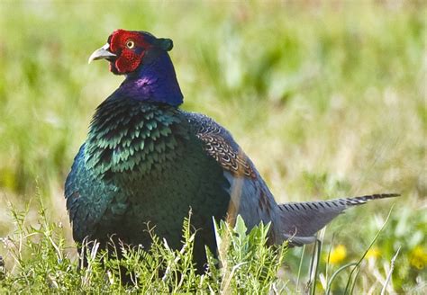 All sizes | Japanese Green Pheasant In Spring | Flickr - Photo Sharing!