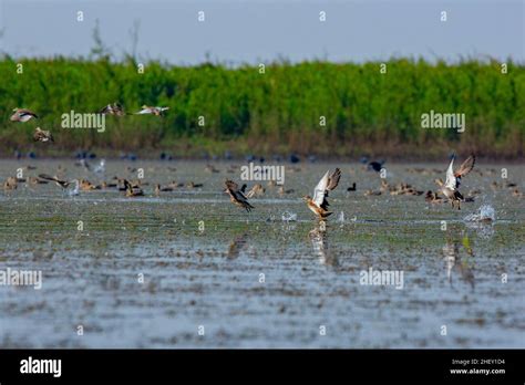 Migratory birds flying on Tanguar Haor, Sunamganj, Bangladesh Stock Photo - Alamy