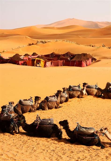 Camel Caravan | Sahara Desert, Morocco (see the tents in the background. That's our campsite ...