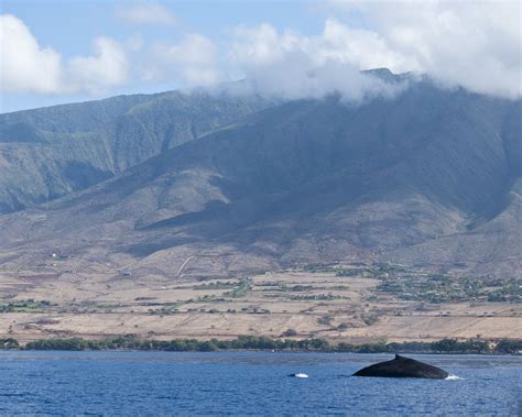 whale watching - Lahaina, Maui, Hawaii (image via @ambersturgis ...