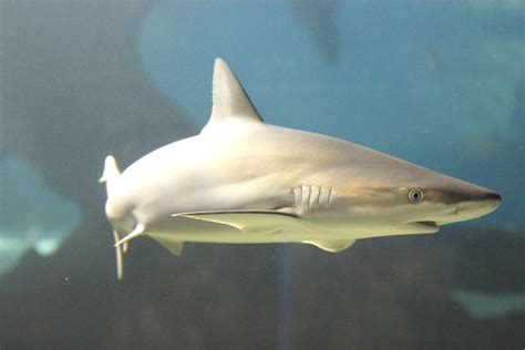 » Shark Spotlight: Blacknose Shark | Shark, Deep sea creatures, Shark fishing