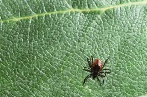 Lyme Disease Is On The Rise Again. Here's How To Prevent It | Health ...