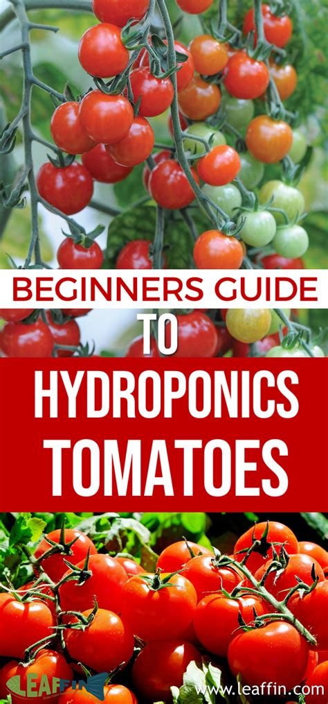To grow hydroponic tomatoes, start your tomato seeds in a nursery tray using rock wool or ...