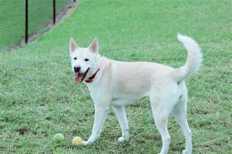 Husky Lab Mix – The Best of Both Worlds | Pet BLoG