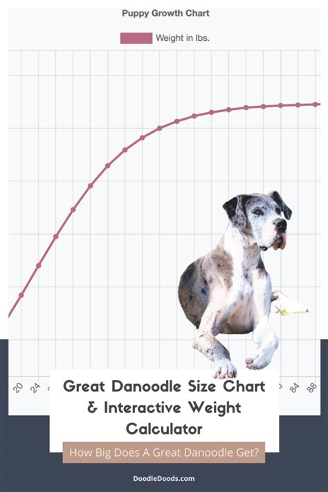 Springerdoodle Size Chart With 1,000+ Weight Data Points - Doodle Doods