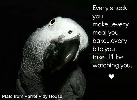 Funny Bird Watching Quotes - ShortQuotes.cc