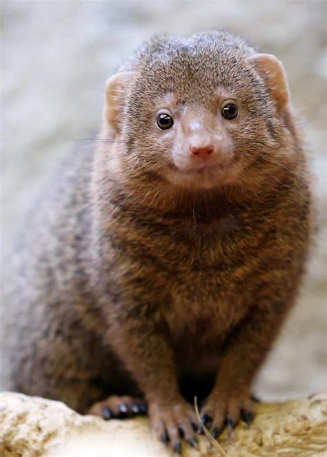 31 Magnificent Mongoose Facts: The Noble Snake Killer (34 Species) | Mongoose animal, Animals ...