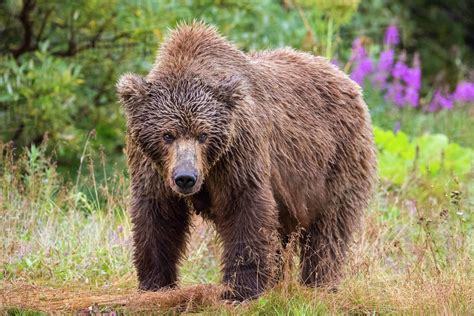 Female Alaska Peninsula brown bear (Ursus arctos horribilis) in Katmai National Park and ...