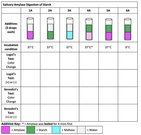 Diagram of Salivary Amylase Digestion of Starch | Quizlet