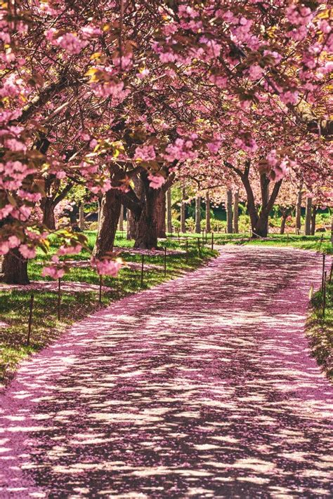 How to Find New York City’s Cherry Blossoms - The New York Times