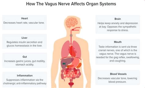 Vagus Nerve Balance for Your PTSD, Trauma and Chronic Pain Symptoms Regulation. First things ...