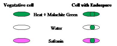 Sample of Spore Staining | Green - Spore | Red - Vegetative Cell ...