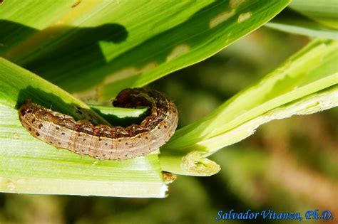 Lepidoptera-Noctuidae-Spodoptera frugiperda-Fall Armyworm Moth LARVA (A) - Urban Programs - El ...