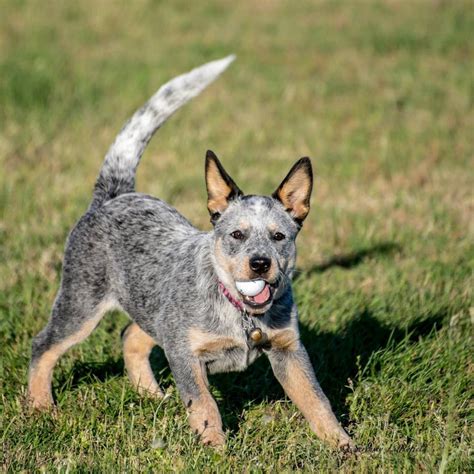 Blue Australian Cattle Dog Puppy Heeler Puppies, Dogs And Puppies, Doggies, Best Dog Breeds ...