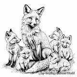 Red Fox Coloring Pages  Free & Printable sketch template
