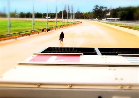 GRV - Know The Facts - Greyhound Education and Training