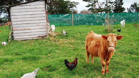 Petition · VEGAN MEALS FOR BROWARD COUNTY PUBLIC SCHOOLS · Change.org