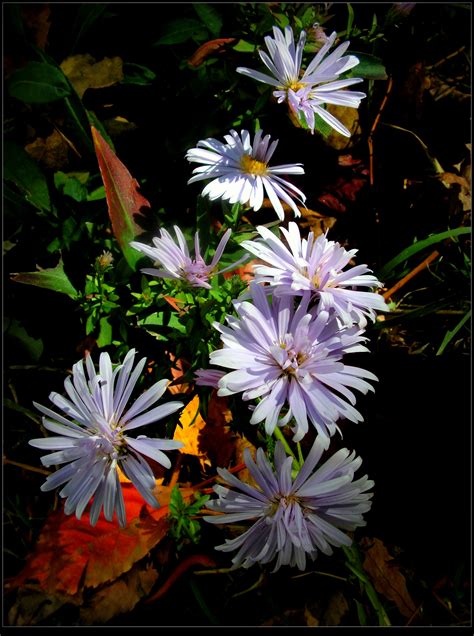 Autumn Purple Flowers by JocelyneR on DeviantArt