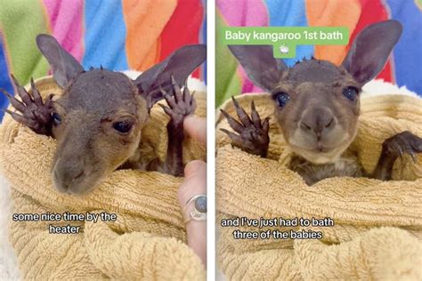 Rescued baby kangaroo is too cute for words after first bath