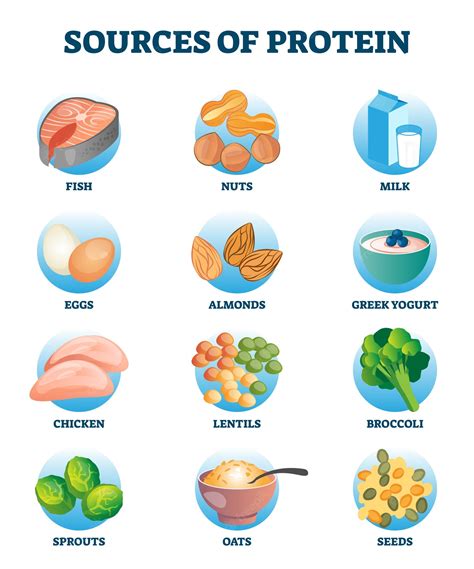 Protein: Everything You Need To Know About it