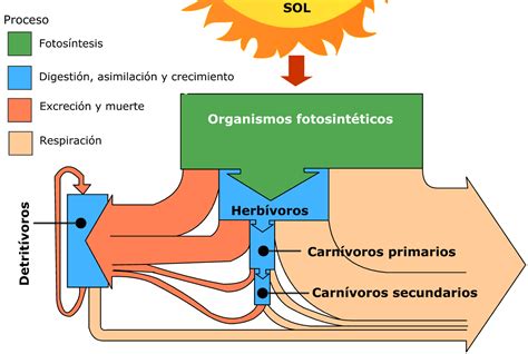 3. El flujo de la energía | CTM2-Tema 5.2: Circulación de materia y ...