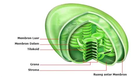 Struktur Sel - Materi Biologi Kelas XI - RBDigital