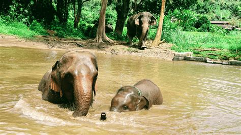 Best Elephant Sanctuary Chiang Mai - Couple Travel The World