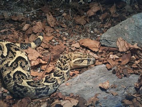 African Puff Adder. Common African Venomous Snake Bitis Arietans, Puff Adder royalty free stock ...