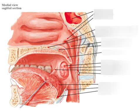 Surface Anatomy of the Nasopharynx & Oropharynx Diagram | Quizlet