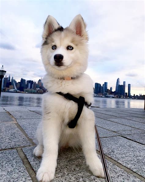 Pomsky Puppies For Sale | West New York, NJ #324606