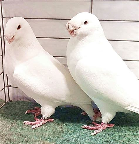 Show Racer-y | Pigeon pictures, Pigeon, Animals