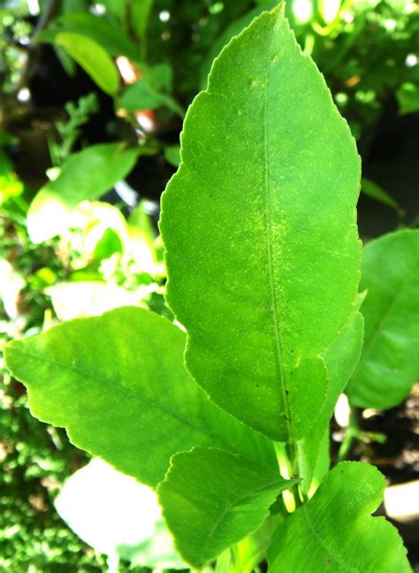 Scented Leaf: Lemon Tree is a perfect addition in any garden