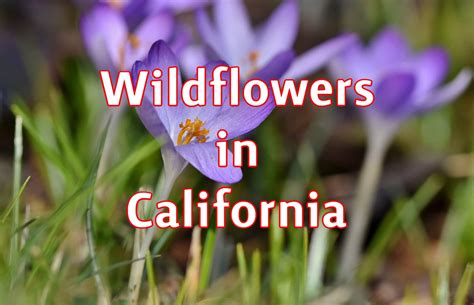 Wildflowers In California 2025 - Hinda Leelah