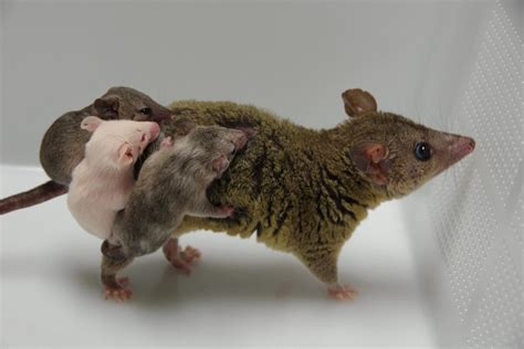 CRISPR creates first genetically modified marsupials | Science | AAAS