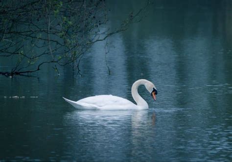 Swan Symbolism: 15 Spiritual Meanings Of Swan