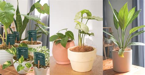 Start Your Plantita (or Plantito) Journey with These Trendy IG Plant Shops! - When In Manila