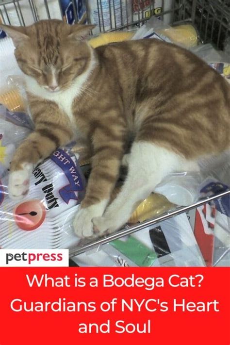 What is a Bodega Cat? Guardians of NYC's Heart and Soul