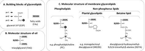 S3: The major glycerolipids. (A) Building blocks. Acyl-glycerolipids... | Download Scientific ...