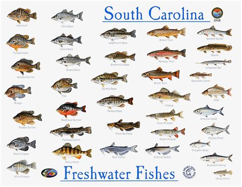 South Carolina Fish Species Photos | Lowcountry "Fish Scales" SC DNR ...