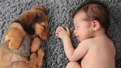 Best Dog Breeds for Babies | BeChewy