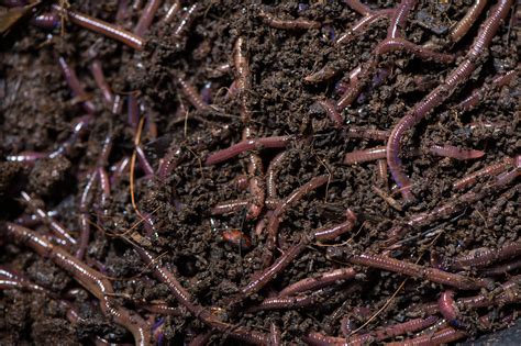 Vermicompost Your Garbage for Superior Gardening Results — Cindy Heath